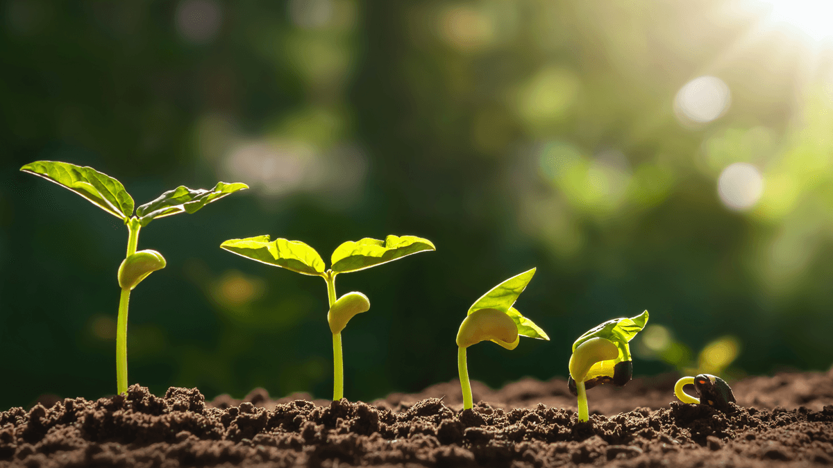 福音奥秘的执事